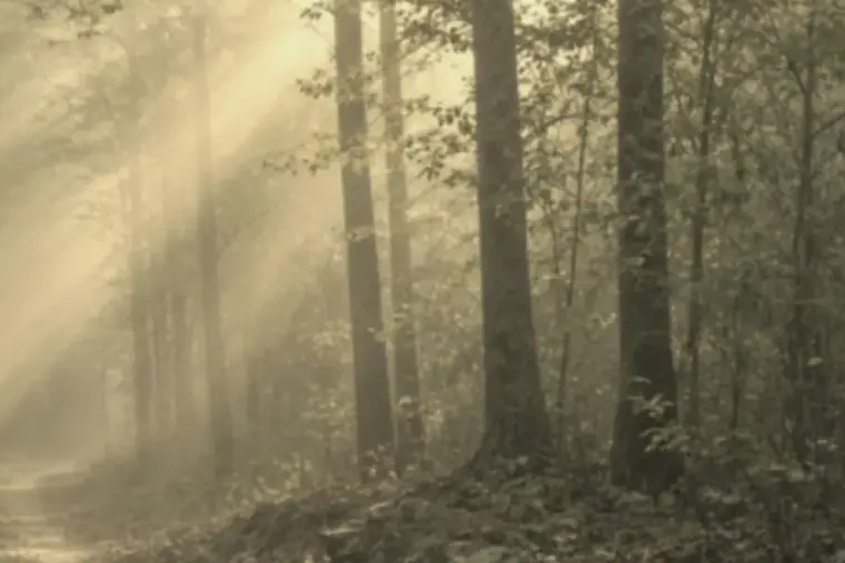 A quiet wooded path